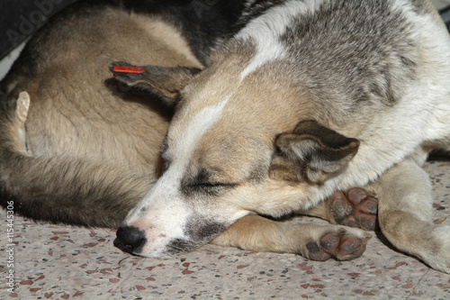 Sokak Köpeği