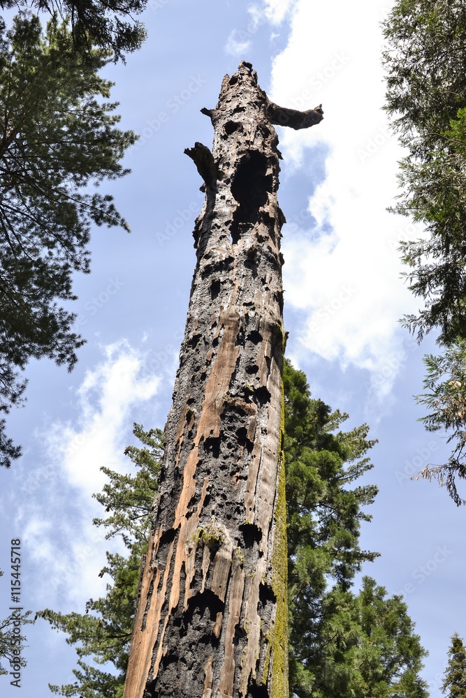 Fototapeta premium Mother of the forest
