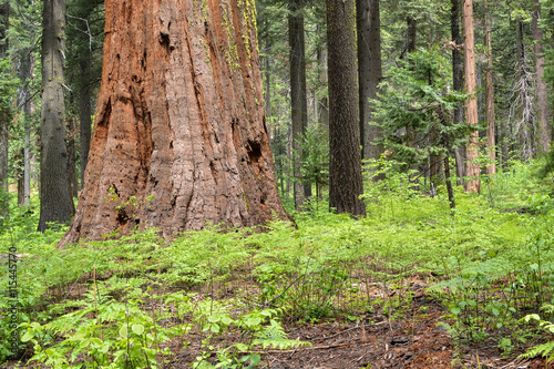 Giant trees photo