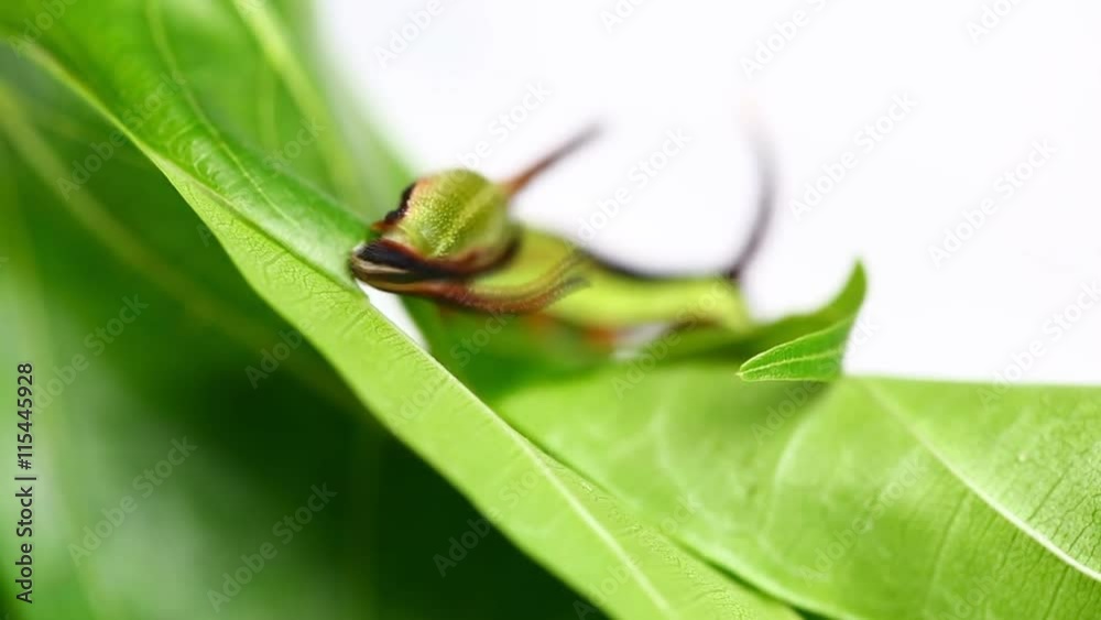 Caterpillar of Common map butterfly (Cyrestis thyodamas) eating host plant's leaf Caterpillar of Common map butterfly (Cyrestis thyodamas) eating host plant's leaf