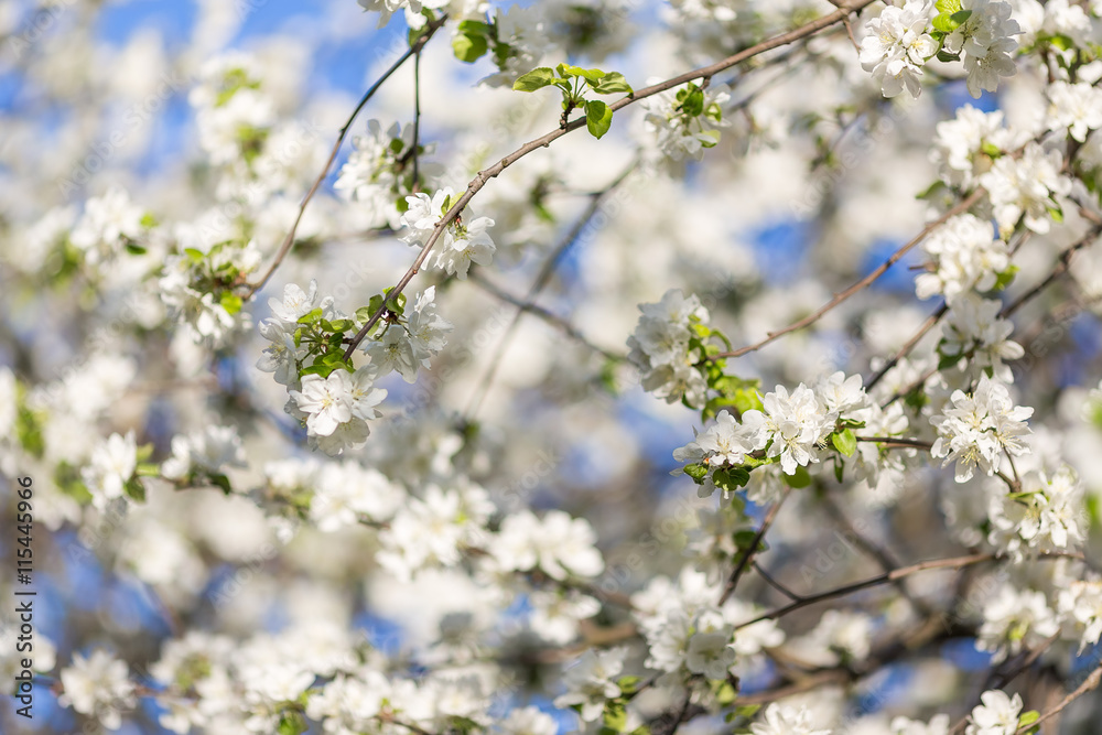 Obraz premium Spring blossoms apple tree in sunny day