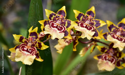 Fototapeta Naklejka Na Ścianę i Meble -  rare tiger orchid