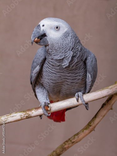 African Grey Parrot eating a nut