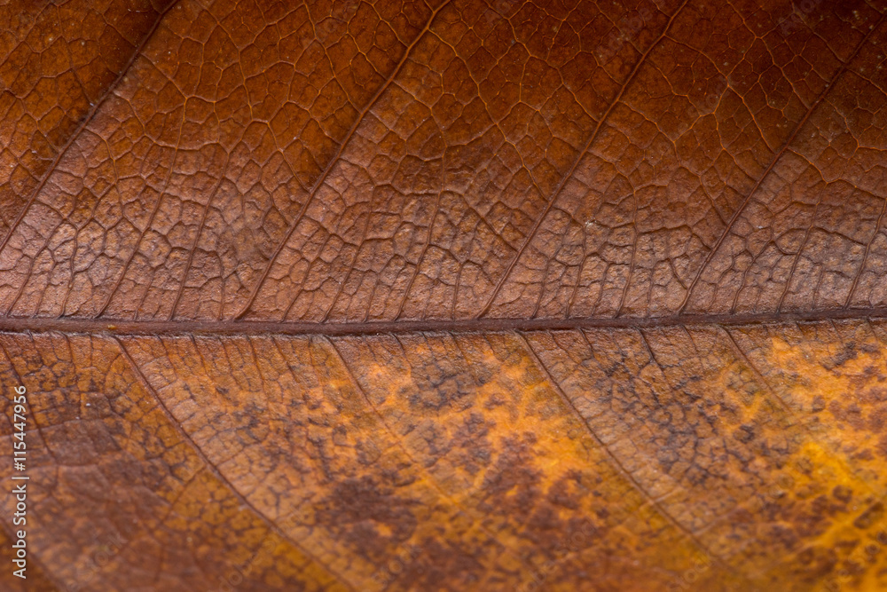 Obraz premium Close up dry leaf background