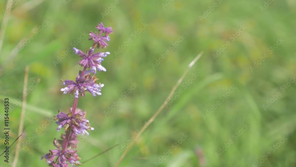Purple flower in the field 4K 2160p UHD video - Beautiful flower in natural environment 4K 3840X2160 UHD footage Purple flower in the field 4K 2160p UHD video - Beautiful flower in natural environment 4K 3840X2160 UHD footage