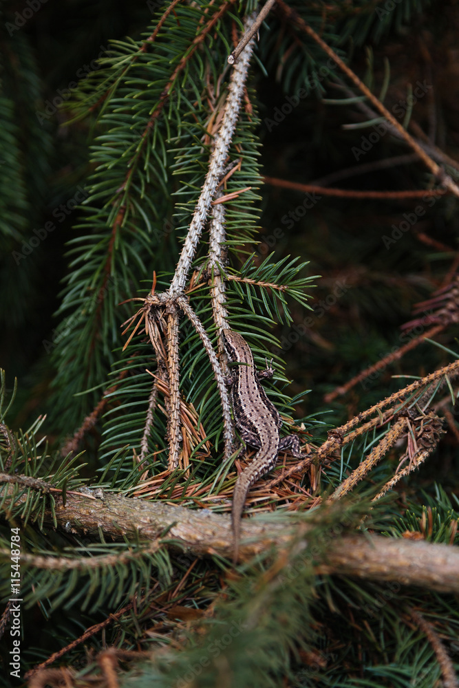 Fototapeta premium Small lizard on the spruce branches