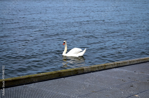 Fototapeta Naklejka Na Ścianę i Meble -  white swan swimming in baltic sea