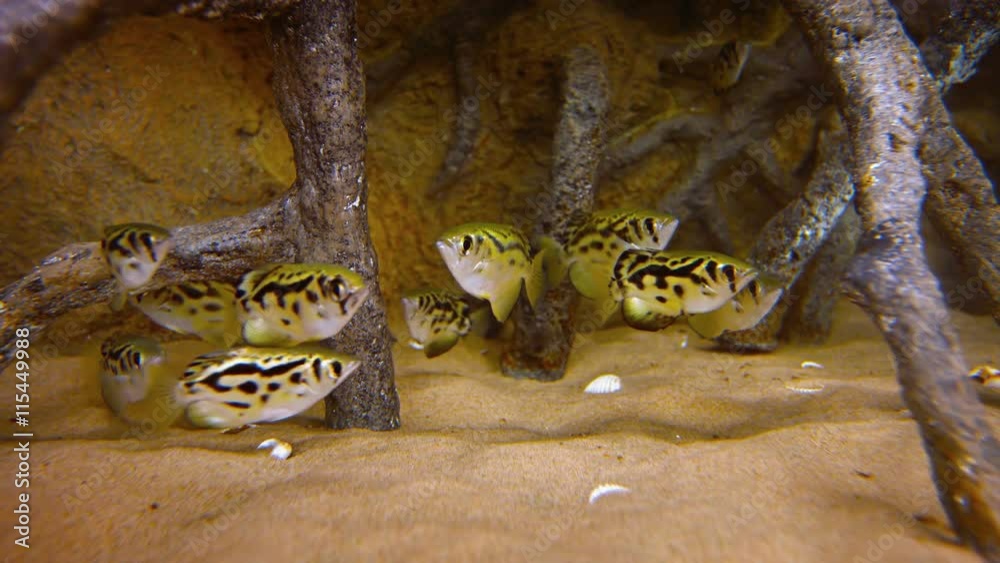 Small school of archerfish, huddled together for protection under artificial mangrove roots in a