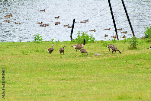 Canadian Geese Family Grazing in the Grass  and Mallard Ducks Swimming in the Background