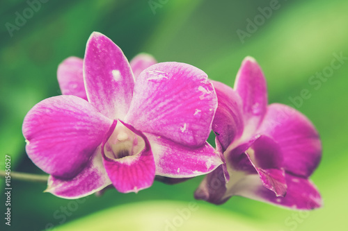 beautiful bright pink purple dendrobium orchid flower (Vintage f