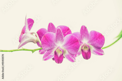 beautiful bright pink purple dendrobium orchid flower  Vintage f