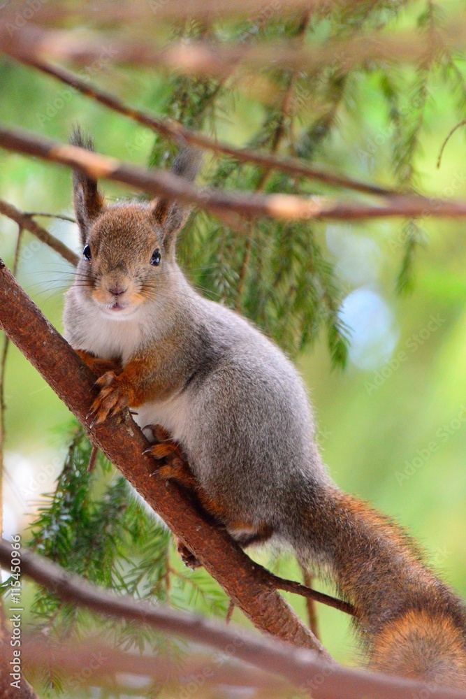 Obraz premium Cute squirrel in a tree