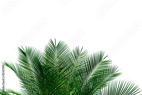 palm leaves with copy space on white background