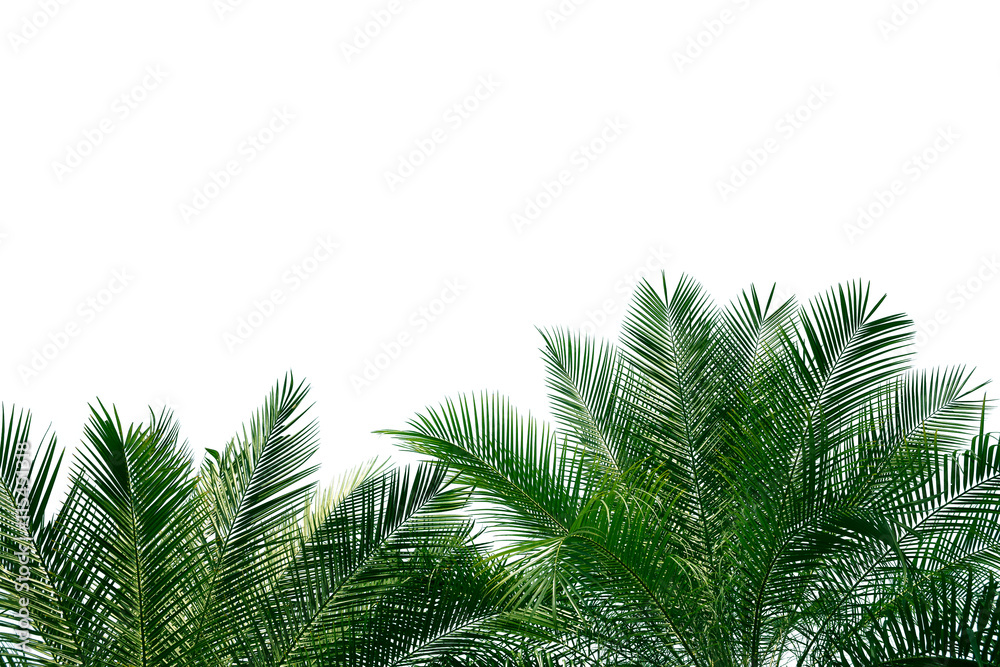 palm leaves with copy space on white background