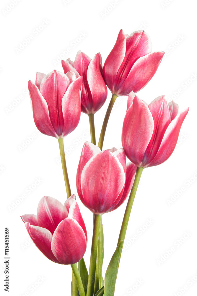 Flowers Flowers
