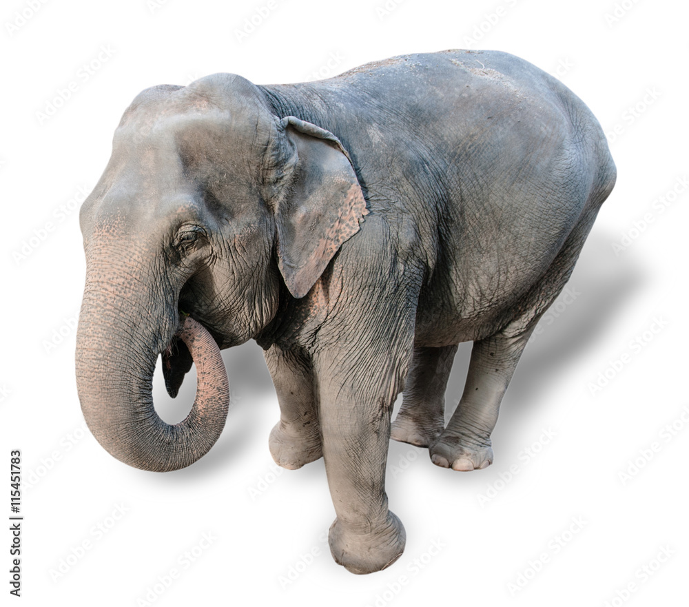 Obraz premium Elephant on a white background