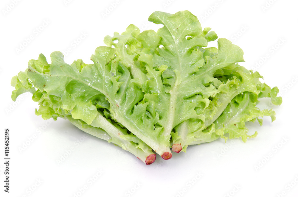 Salad vegetable leaf isolated on white background Salad vegetable leaf isolated on white background