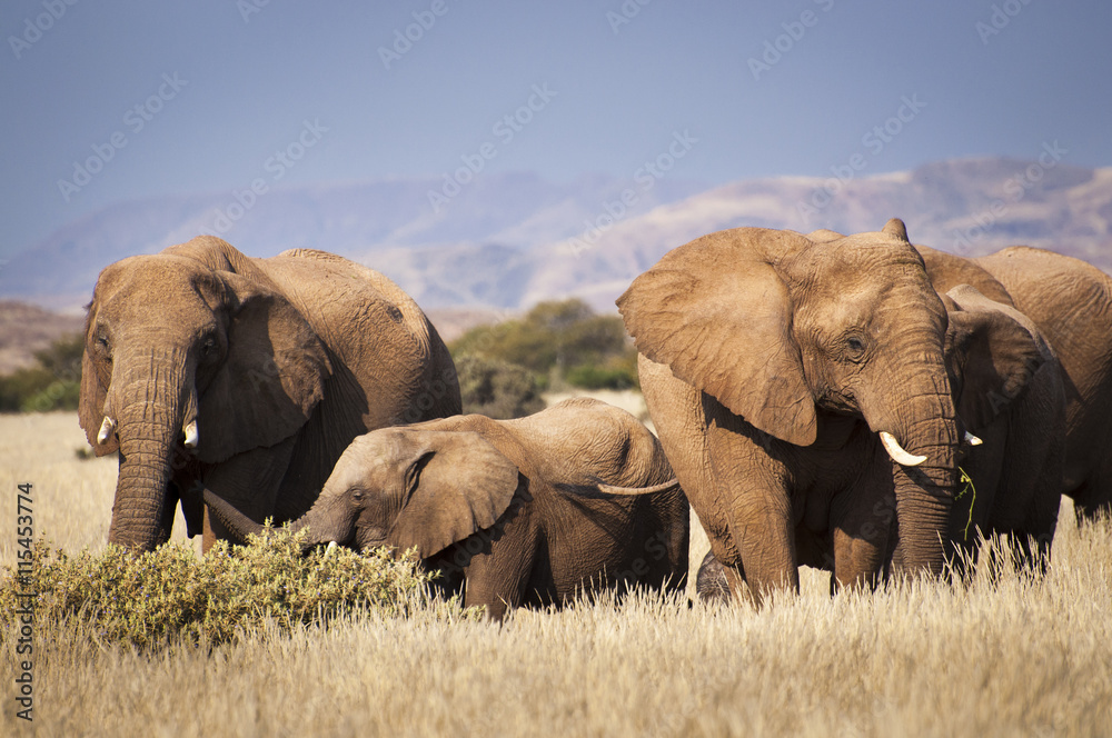 Herd of elephants in the savannah, in Namibia, Africa