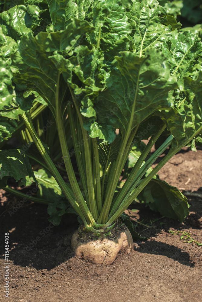 custom made wallpaper toronto digitalSugar beet in the ground