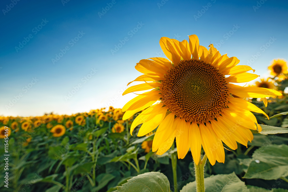 Obraz premium Beautiful sunflower head blooming in cultivated crop field