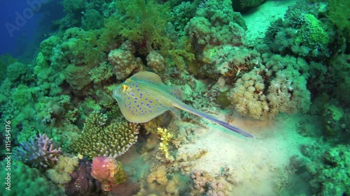 Blue Spotted Stingray on Coral Reef