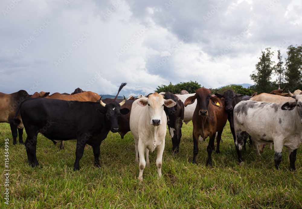 brazilian cows on a pasture