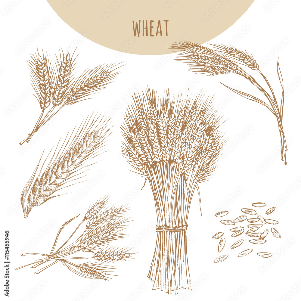 Wheat simple icon logo design. Vector illustration line doodle style Stock  Vector Image & Art - Alamy