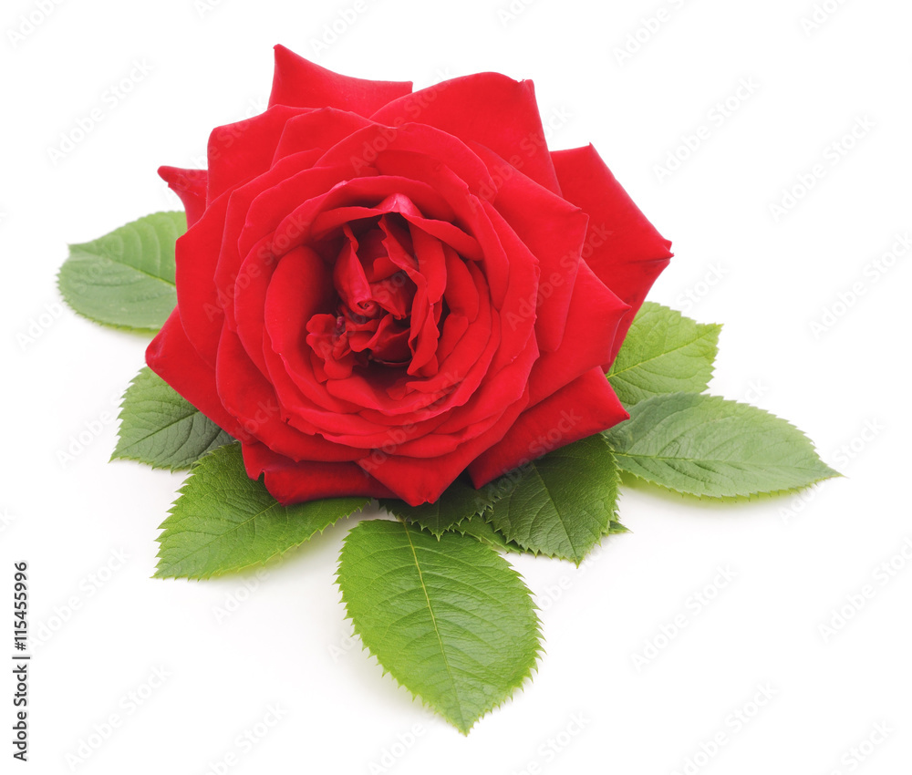 Fototapeta premium Red rose.