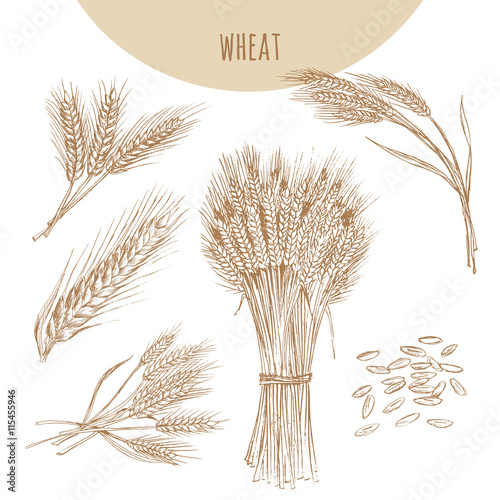 Wheat ears, sheaf and grains. Cereals sketch hand drawn drawing.