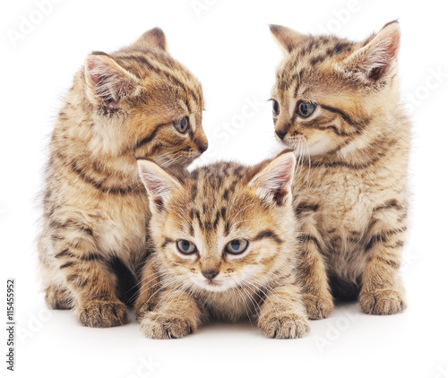 Three brown cats.