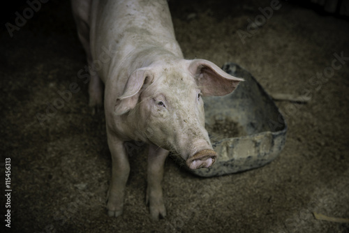 Pig nose in the pen. Shallow depth of field. © stockphotopluak