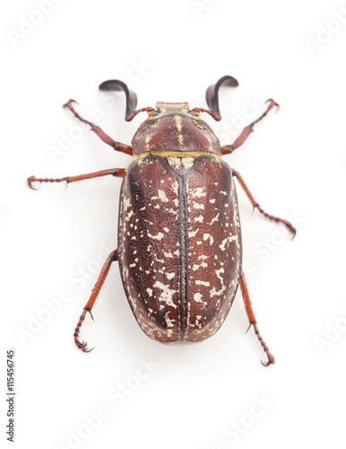 Brown beetle with white spots.