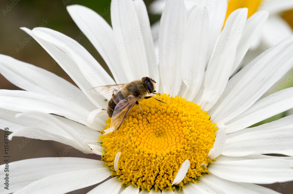 Obraz premium Biene auf einer weißen Margerite