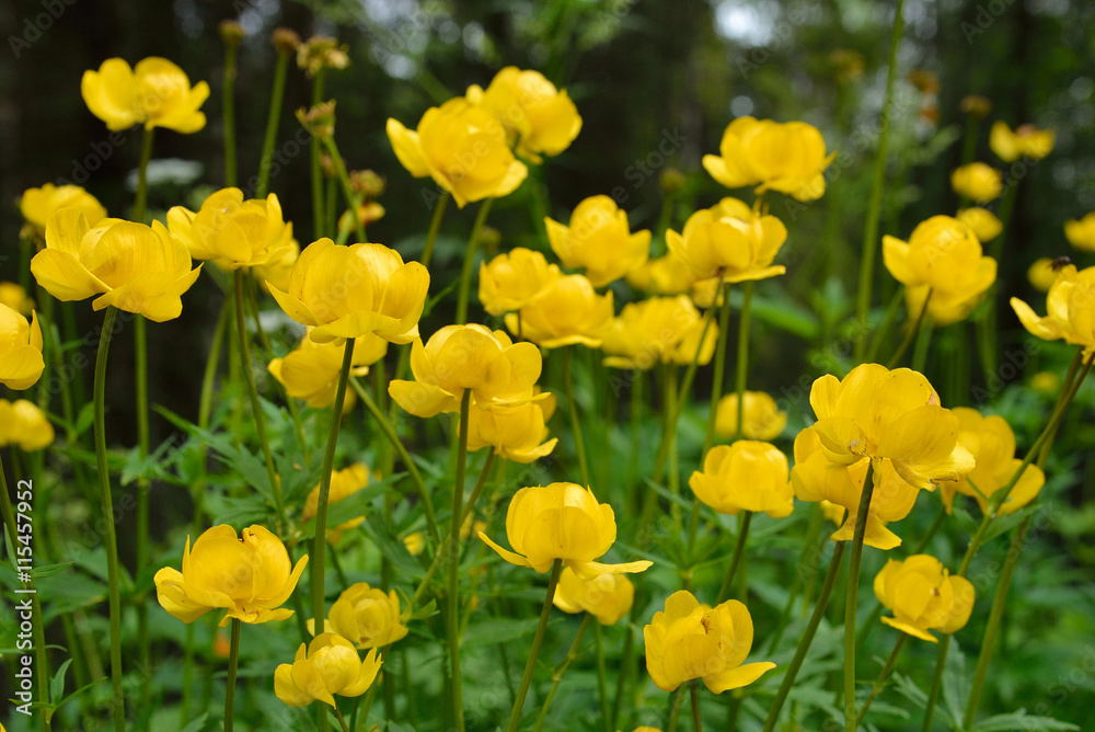 Fototapeta premium Yellow flowers italmas closeup