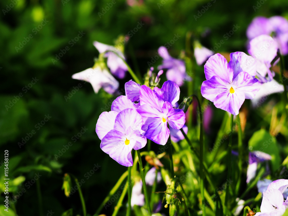 Blooming Horned pansy (Viola cornuta 'Rebecca') Blooming Horned pansy (Viola cornuta 'Rebecca')