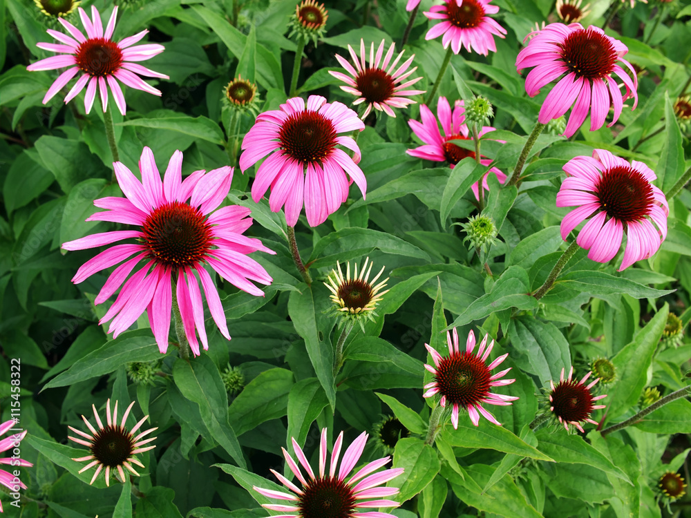 Fototapeta premium Echinacea