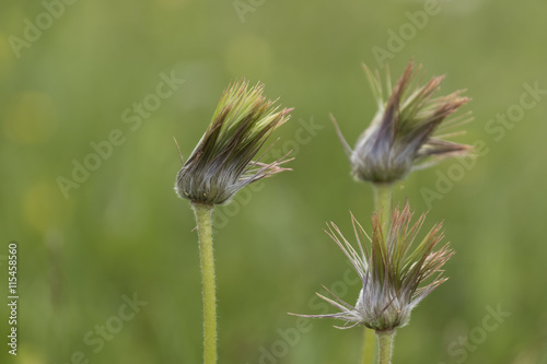 wildflower in the mountain