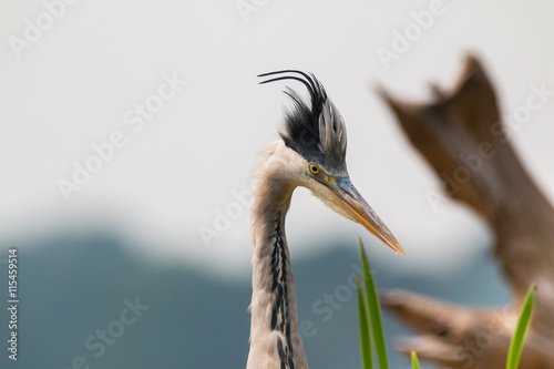 Fotografie Graureiher