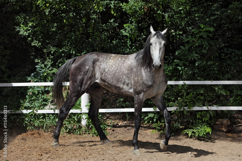 Obraz premium Arabian horse stallion in paddock