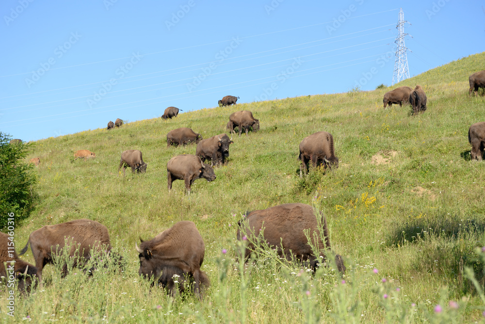 Bison ranch