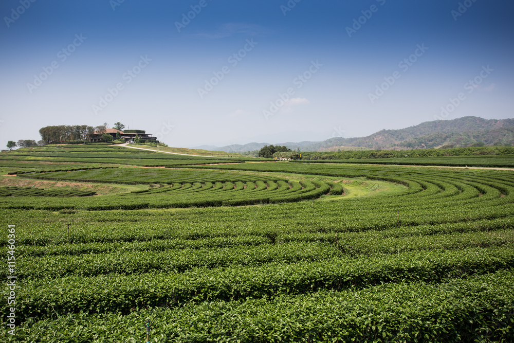 green tea plantations in mountain
