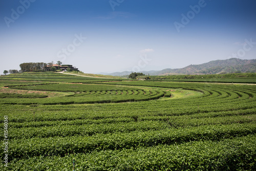 green tea plantations in mountain © rufous