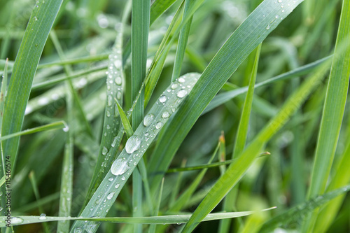 Dew drops close-up on green grass. Nature