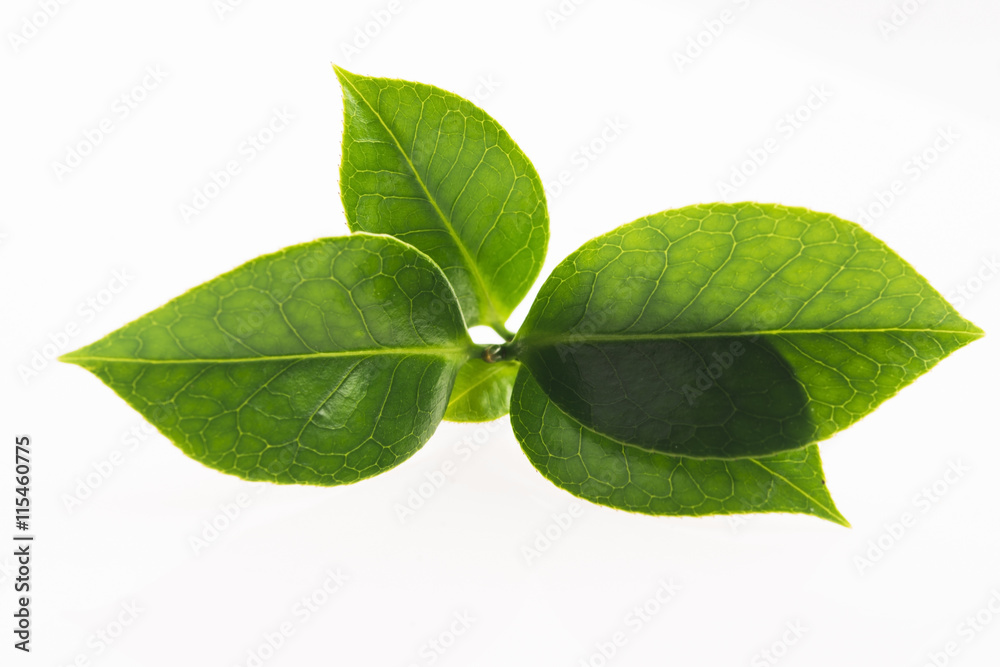 Obraz premium green tea leaf isolated on white background