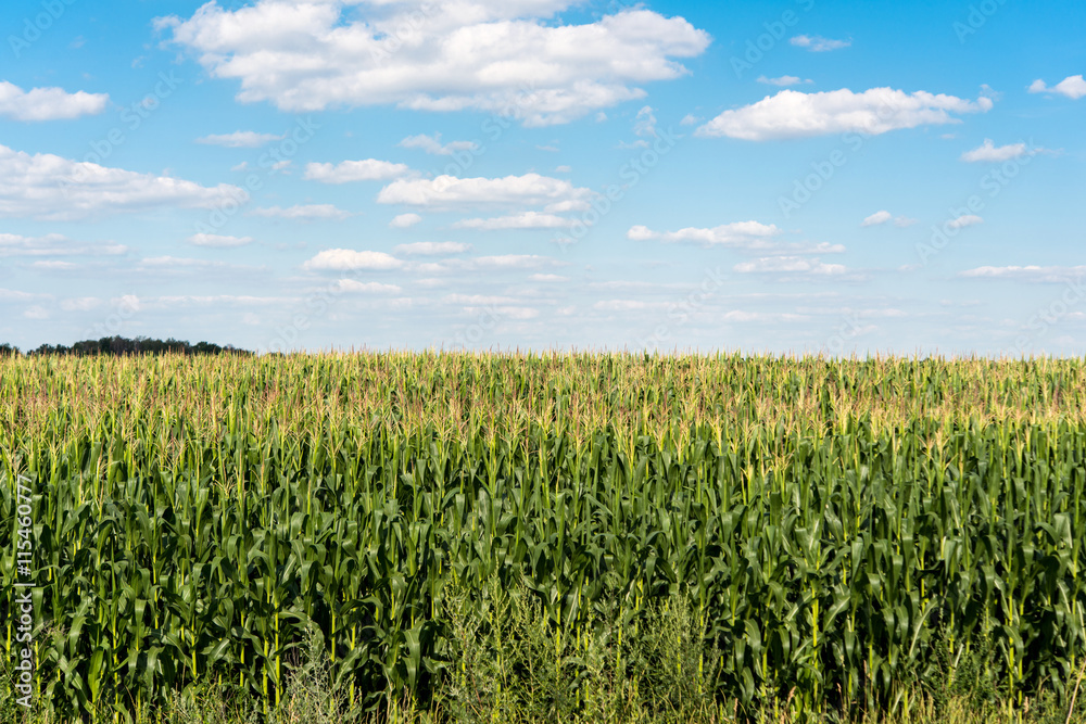 Corn on the field Corn on the field