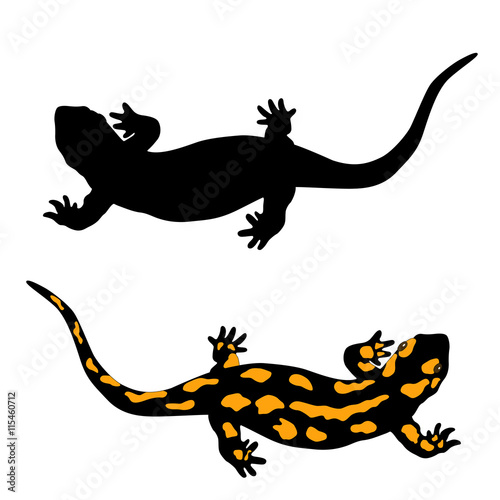 black and yellow salamander amphibian  set © smaliars