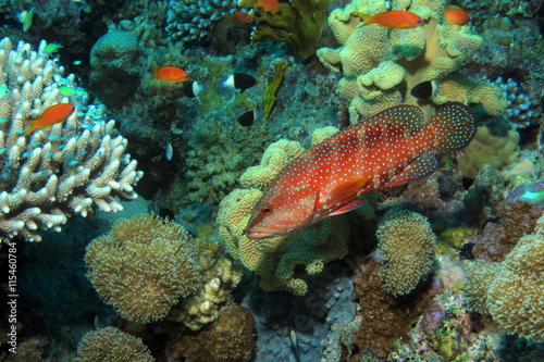 Coral hind at Shelenyat Reef, Red Sea, Egypt