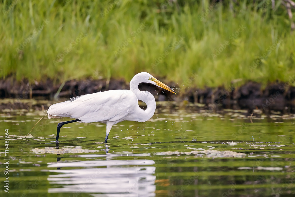 White, Great Egret White, Great Egret