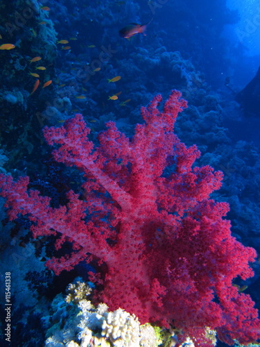 Red soft coral at Habili Ali, St John's reefs, Red Sea, Egypt