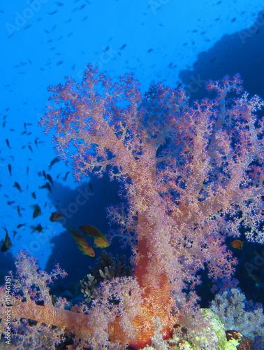 Symphony in a key of pink at Habili Ali, St John's reefs, Red Se photo